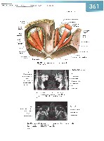 Sobotta Atlas of Human Anatomy  Head,Neck,Upper Limb Volume1 2006, page 368